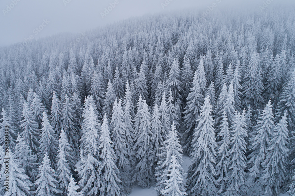 Frozen mountain forest in winter Frozen mountain forest in winter