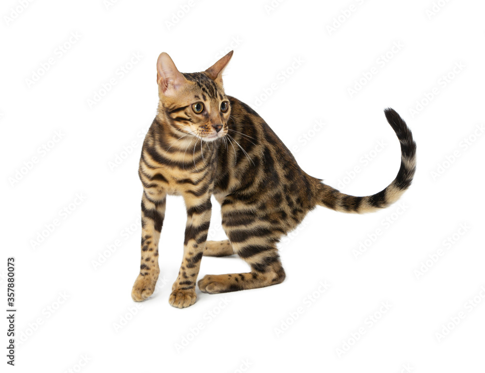 Cute 4 month old Bengal kitten with large rosettes and clean background isolated on white background.