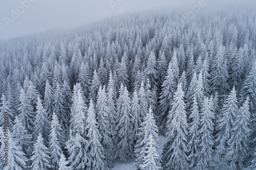 Frozen mountain forest in winter