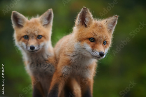 Wild baby red foxes at the beach, June 2020, Nova Scotia, Canada