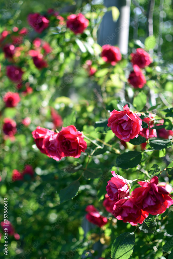 red roses in garden