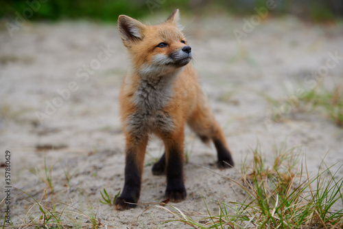 Wild baby red fox at the beach, June 2020, Nova Scotia, Canada