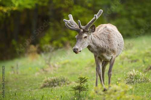 Photography Red deer, cervus elaphus, stag approaching from front on meadow in summer nature