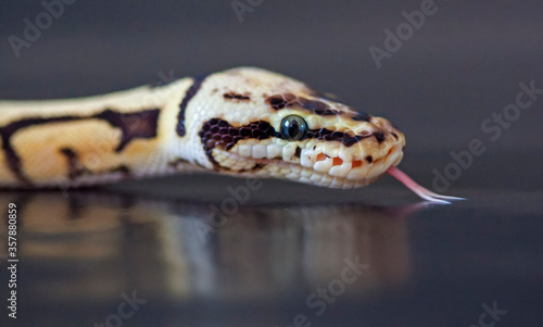 Bumblebee ball python (Python regius)