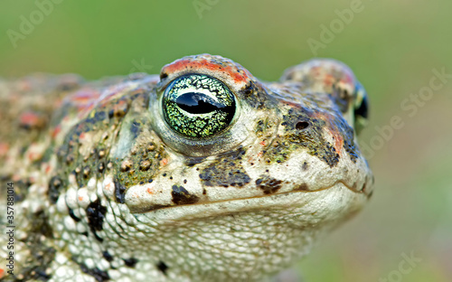 Natterjack toad (Epidalea calamita)