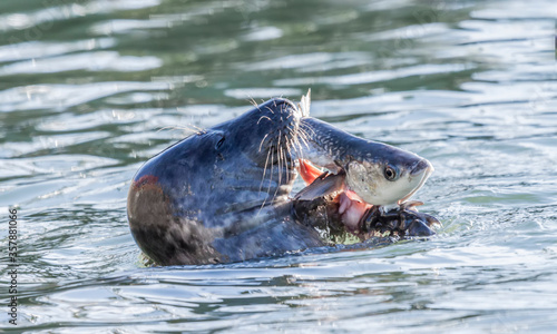 Grey seal (Halichoerus grypus) eating a fish