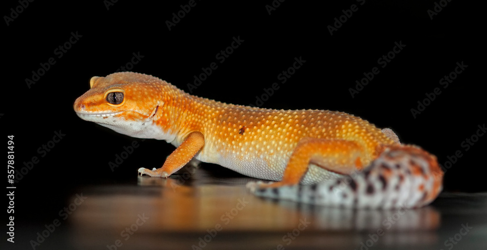 Fototapeta premium Super Hypo Tangerine leopard gecko (Eublepharis macularius)