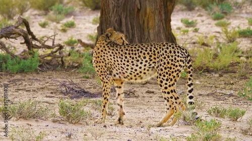 Male Cheetah Drinking And Looking Startled By The Noise In The Surroundings In South Africa. - wide shot