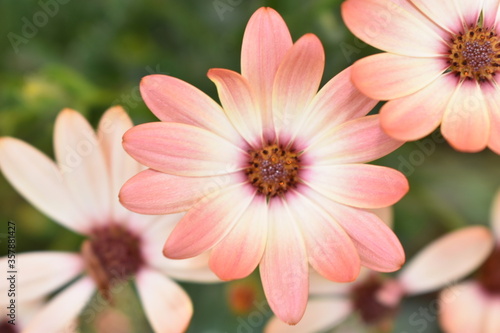 Flower in garden