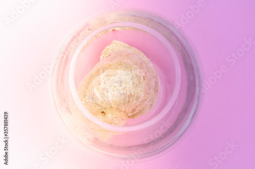 seashell in water in a glass vase. The concept of rest