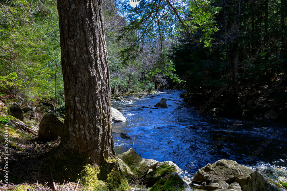 river in the woods river in the woods