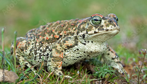 Natterjack toad (Epidalea calamita)