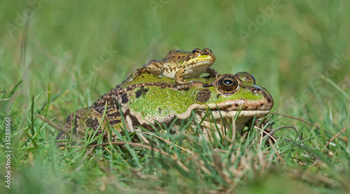Adult and juvenile Perez´s frog (Pelophylax perezi).