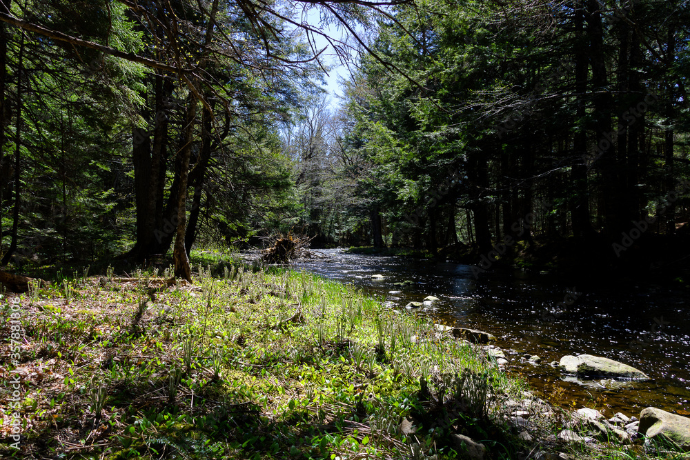 stream in the woods stream in the woods