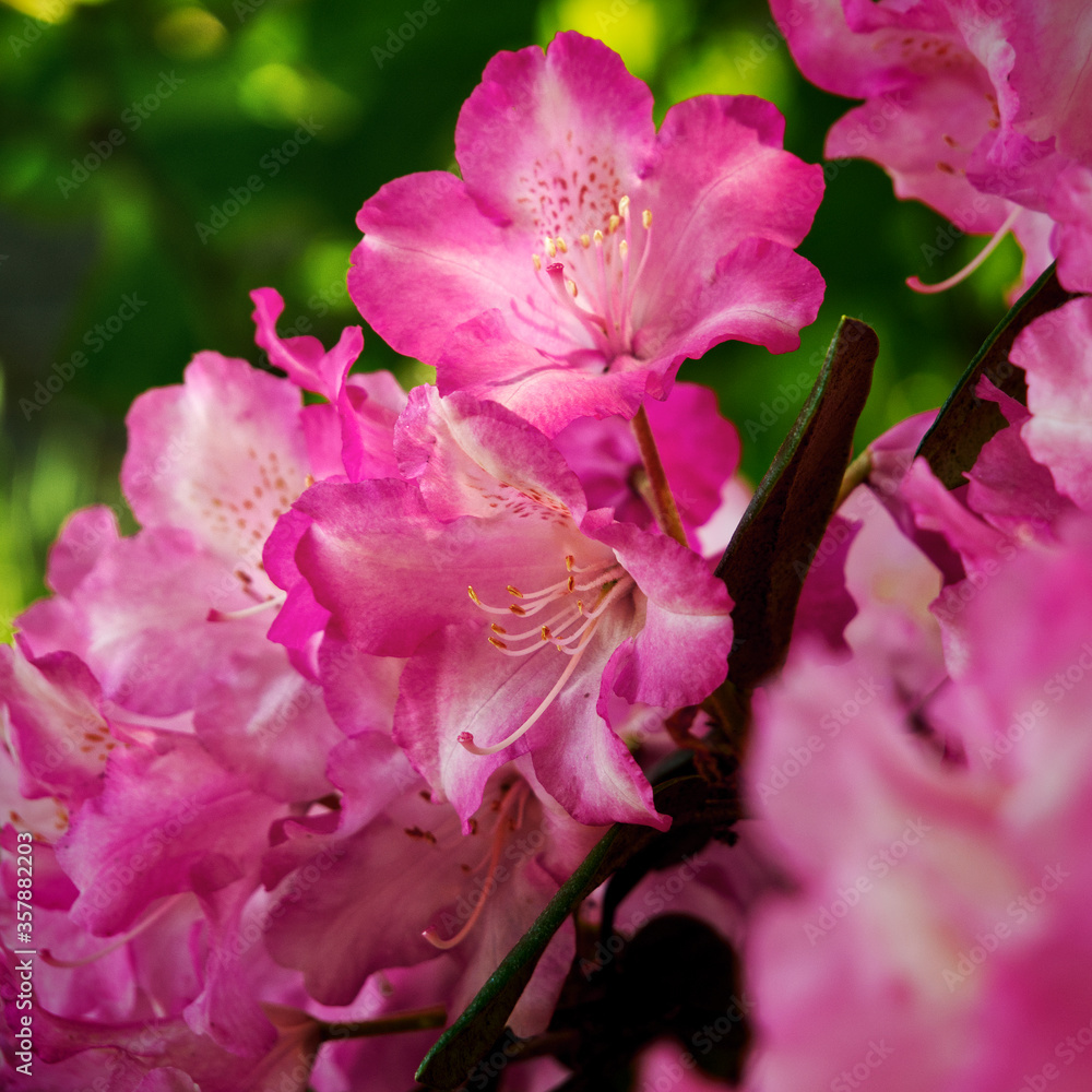 Rhododendron 2 Rhododendron 2