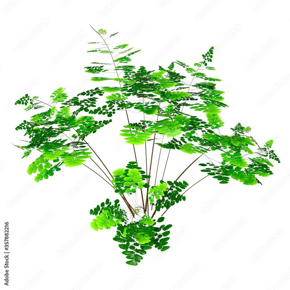Fototapeta premium 3D Rendering Maidenhair Plant on White