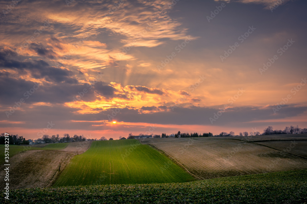Obraz premium sunset over the wheat field