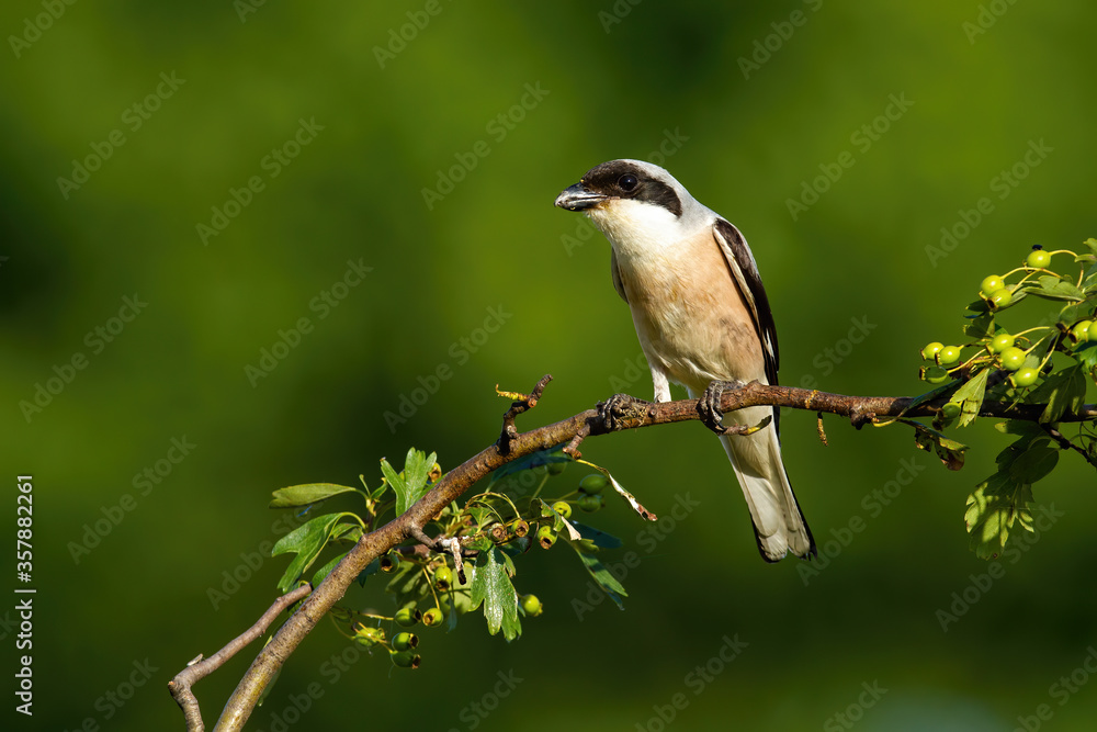 Obraz premium Alert red-backed shrike, lanius collurio, male resting in sunlit nature on summer morning. Songbird with black stripe through the eye sitting on tree with blurred green background.