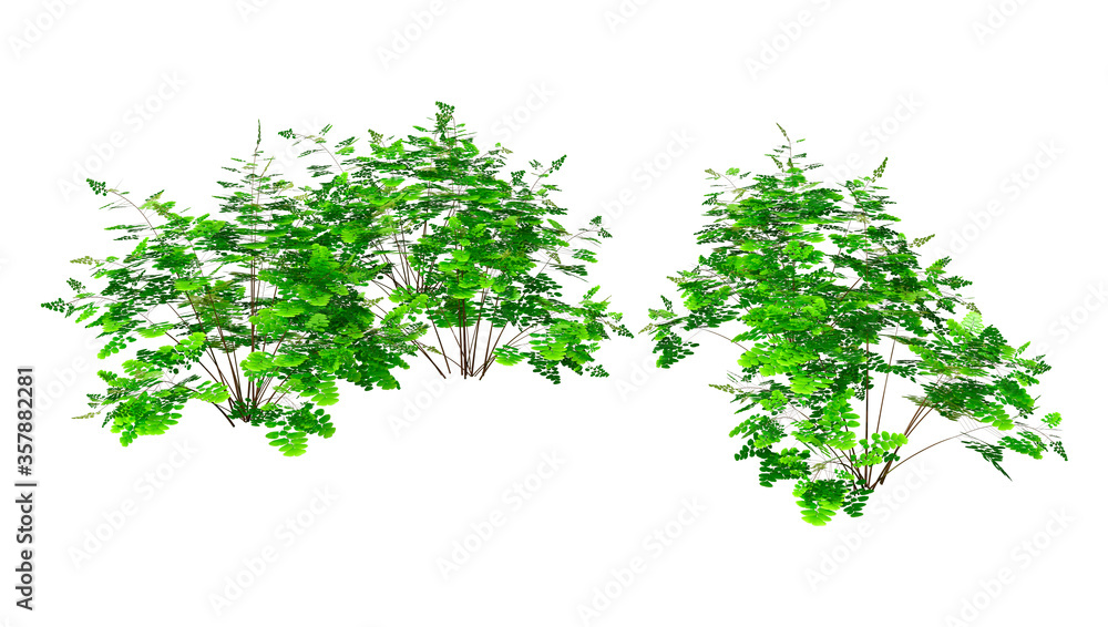 3D Rendering Maidenhair Plants on White 3D Rendering Maidenhair Plants on White