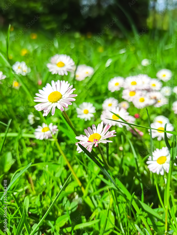 Chamomile flowers in the wind. Blooming Chamomile in the green grass. Summer background. Sunny day. Chamomile flowers in the wind. Blooming Chamomile in the green grass. Summer background. Sunny day.