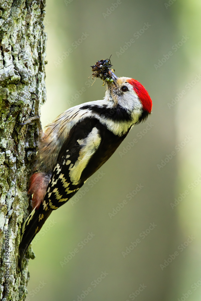 Middle spotted woodpecker, dendrocoptes medius, clinging on bark of trunk in summer forest. Side view of wild bird climbing a tree and holding catch in beak. Breeding behavior of animal. Middle spotted woodpecker, dendrocoptes medius, clinging on bark of trunk in summer forest. Side view of wild bird climbing a tree and holding catch in beak. Breeding behavior of animal.