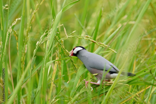 Java sparrow, Java finch, standing on green grains, eating white seeds in fields. © Sanit
