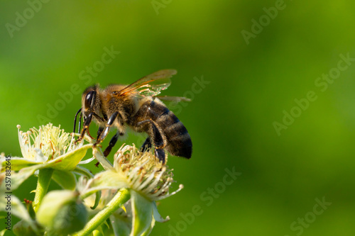 Bumble bee collecting pollen in the summer sunshine © Aleksandr Rybalko