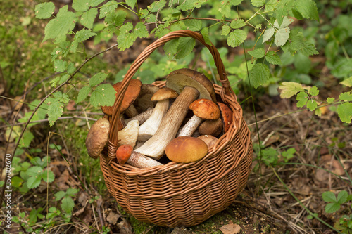 Edible Mushrooms porcini in the basket. Nature, forest
