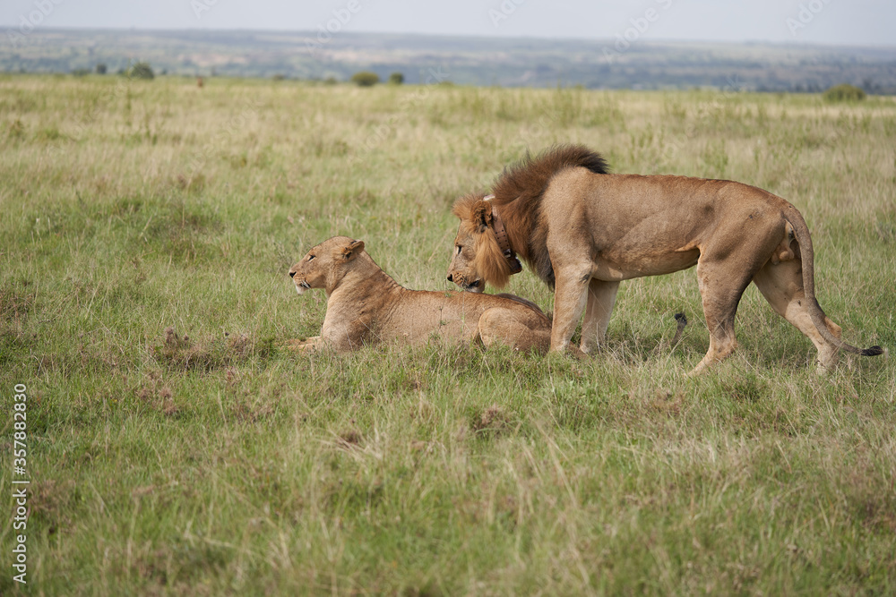 Lion and Lioness Kenya Safari Savanna Mating Lion and Lioness Kenya Safari Savanna Mating