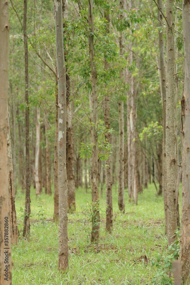 Fototapeta premium reforestation of eucalyptus wood for the pulp industry