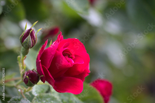 Wallpaper Mural pink rose bud Torontodigital.ca