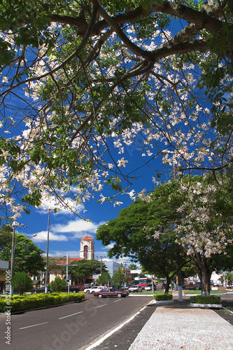 White Ipe flowers with the background of the Igreja da Matriz Sao Jose in Ponta Pora, Mato Grosso do Sul, Brazil