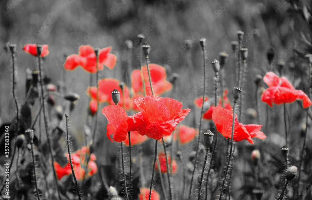 Obraz premium red poppies in the field