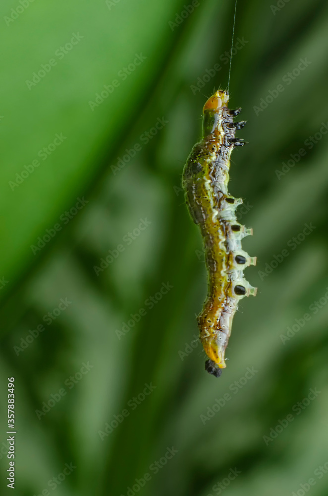 a hanging caterpillar on a leaf