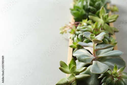 Closeup view of many different echeverias in wooden tray on light grey background, space for text. Succulent plants