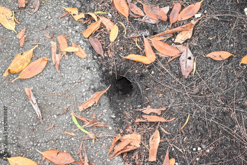 crab hole crab hole