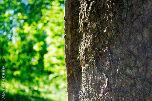 green tree trunk