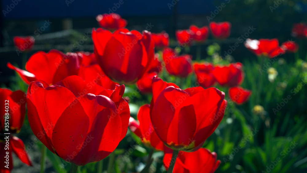 Fototapeta premium Group of red tulips in the park. Spring landscape
