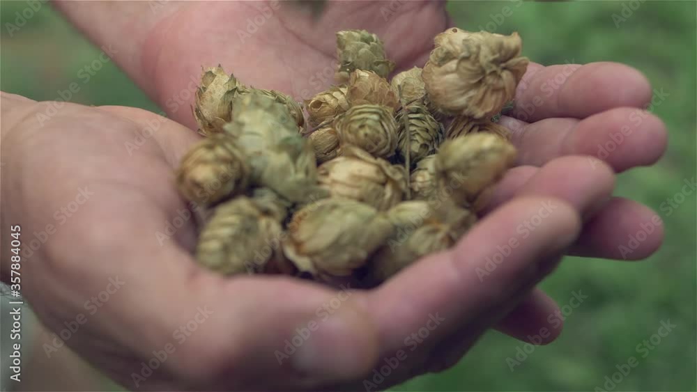 Close view of cones of hops falling into hands Close view of cones of hops falling into hands