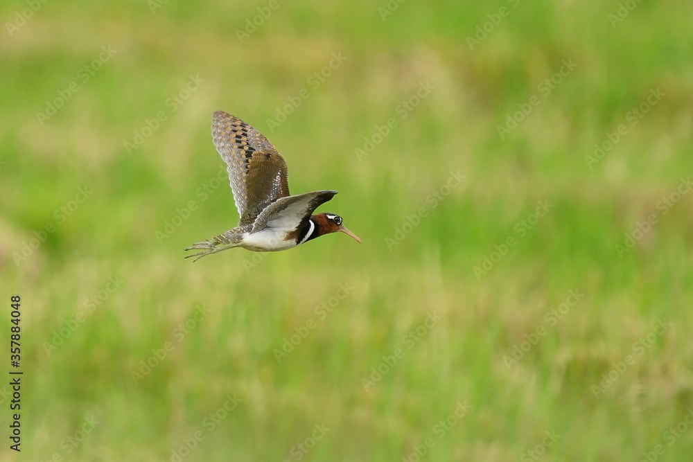 Greater painted-snipe Spread his wings to fly in the green meadow Greater painted-snipe Spread his wings to fly in the green meadow