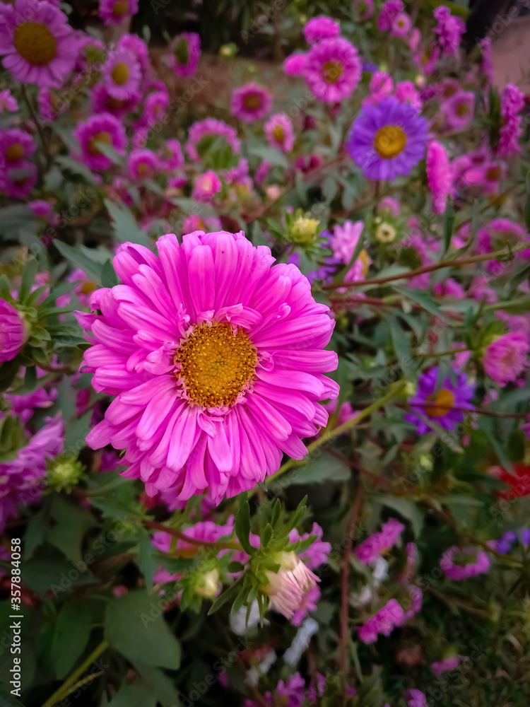 Obraz premium Violet flower with colourful background