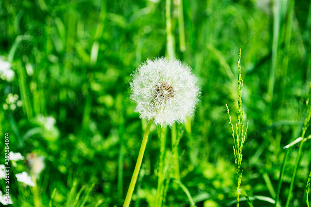 dandelion on grass