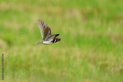 Greater painted-snipe Spread his wings to fly in the green meadow © Sanit