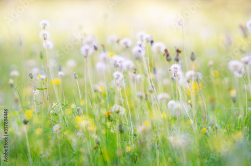 Beautiful colorful meadow on sunny day in summer