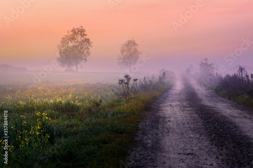 morning mist over the field and dirt road