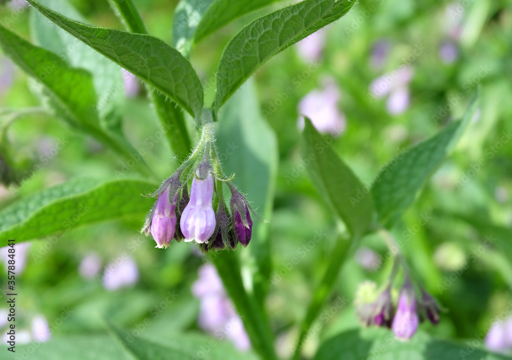 Comfrey flowers (Sýmphytum) on a flowerbed in summer, macro photo. Comfrey flowers (Sýmphytum) on a flowerbed in summer, macro photo.