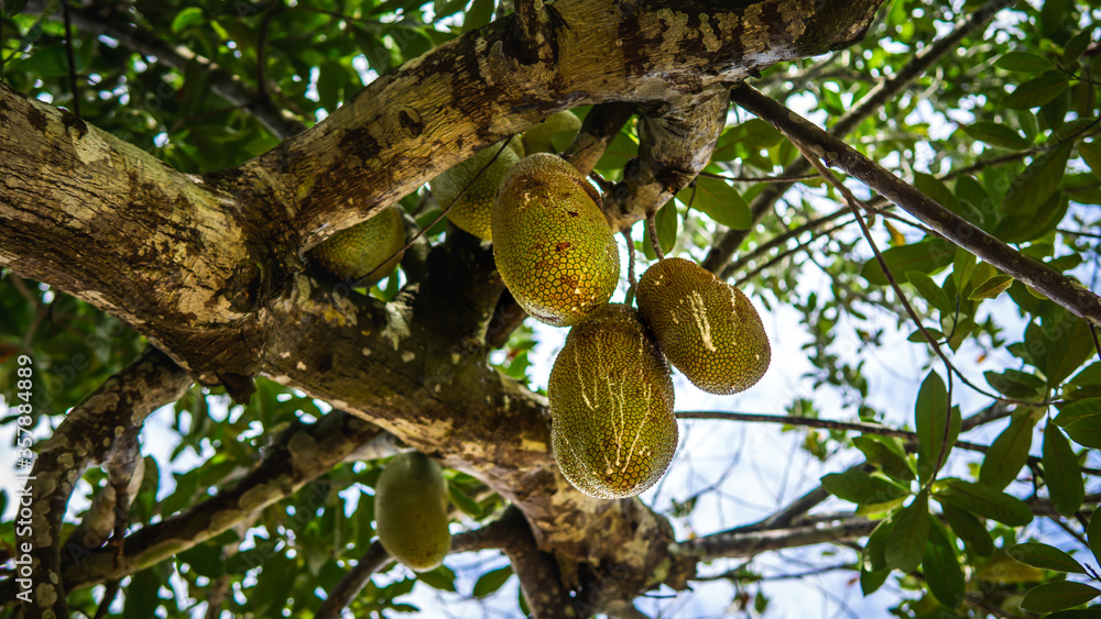 Group of fresh ripe jackfruit hanging on the tree harvest at orchard with nature bokeh background. It is a species of tree in the fig, mulberry, and breadfruit family. Selective focus on foreground. Group of fresh ripe jackfruit hanging on the tree harvest at orchard with nature bokeh background. It is a species of tree in the fig, mulberry, and breadfruit family. Selective focus on foreground.