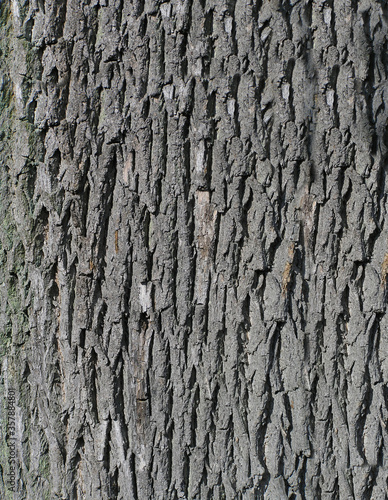 Norway Maple acer parts of tree fruits bark tree