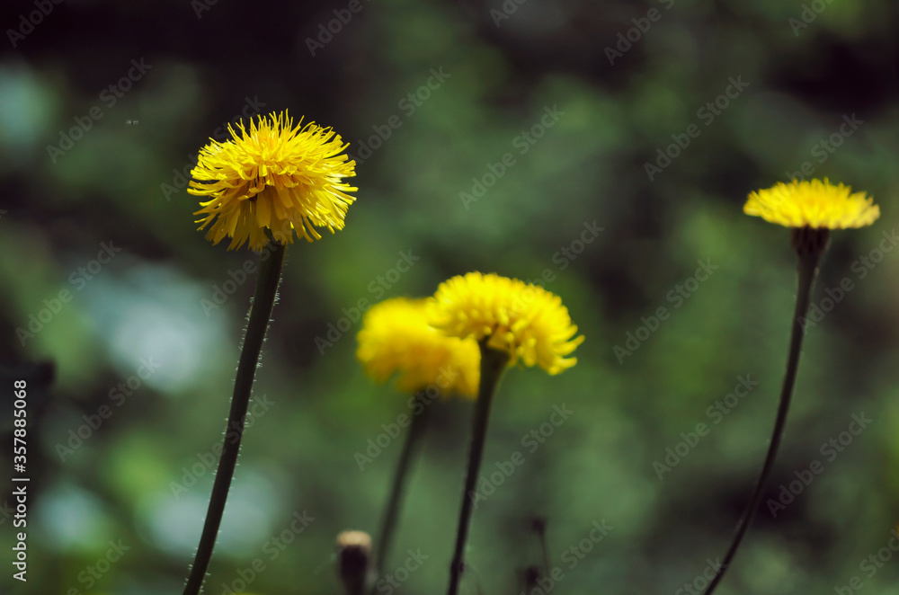 Hypochaeris speckled bloomed in summer Hypochaeris speckled bloomed in summer