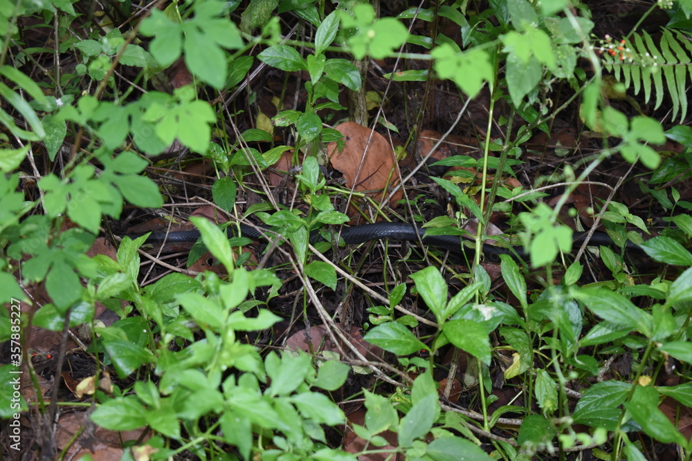 snake in the grass snake in the grass